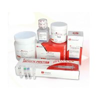 Dragon 大龙 磁力搅拌芯，150℃下永磁（30x6mm），1个